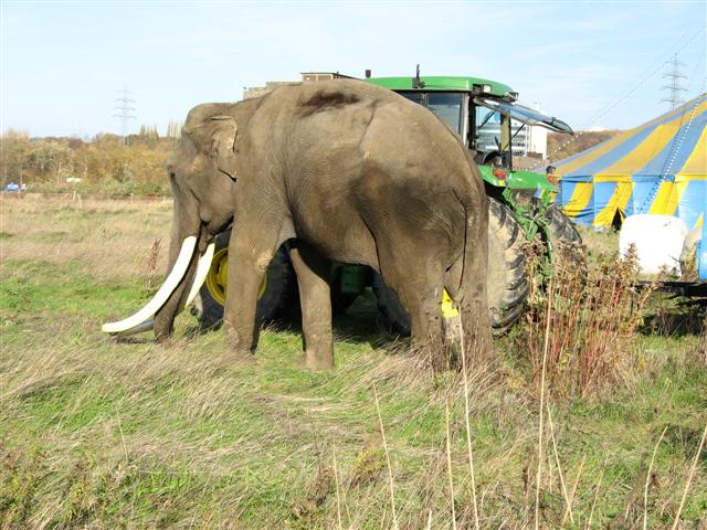 Elefant Hattingen Henrichshütte